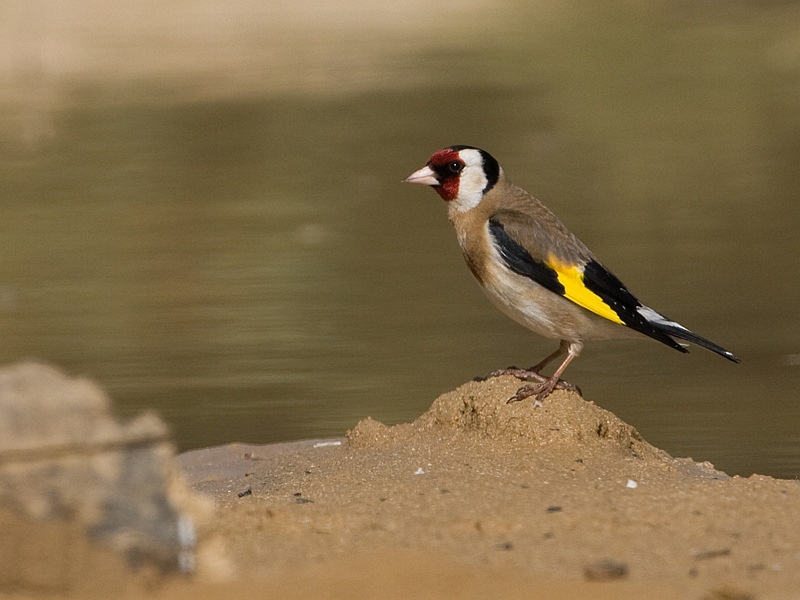 Carduelis carduelis Putter Goldfinch